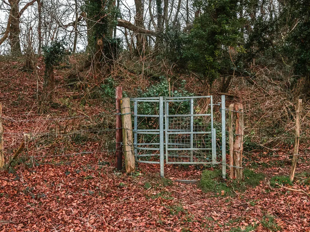 A metal gate in the wire fence, surround by fallen red leaves. There are trees and messy bushes on the other side.