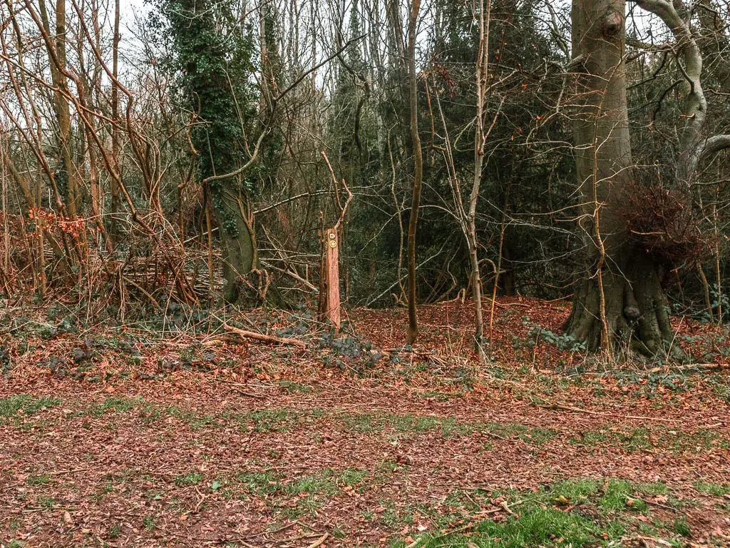 A ground curveted in twigs and leaves with a wall of trees on the other side, and a wooden stump sign.