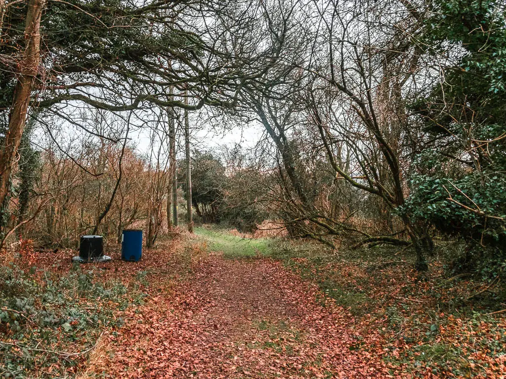 A wide path covered din fallen red leaves, lines with straggly trees.