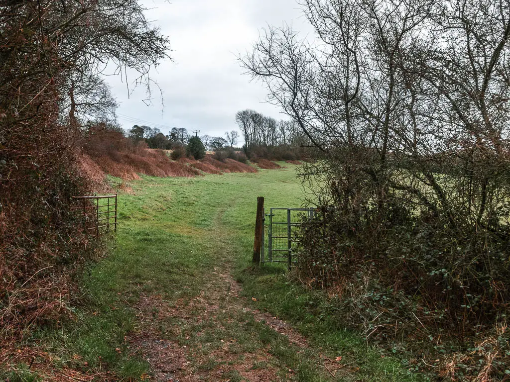 The path leading through and open gate, out of the woods and into a green grass field.