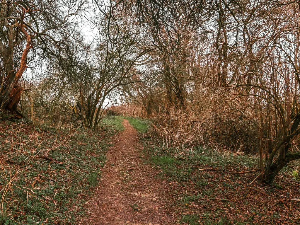 A dirt trial leading straight through straggly leafless woodland. 