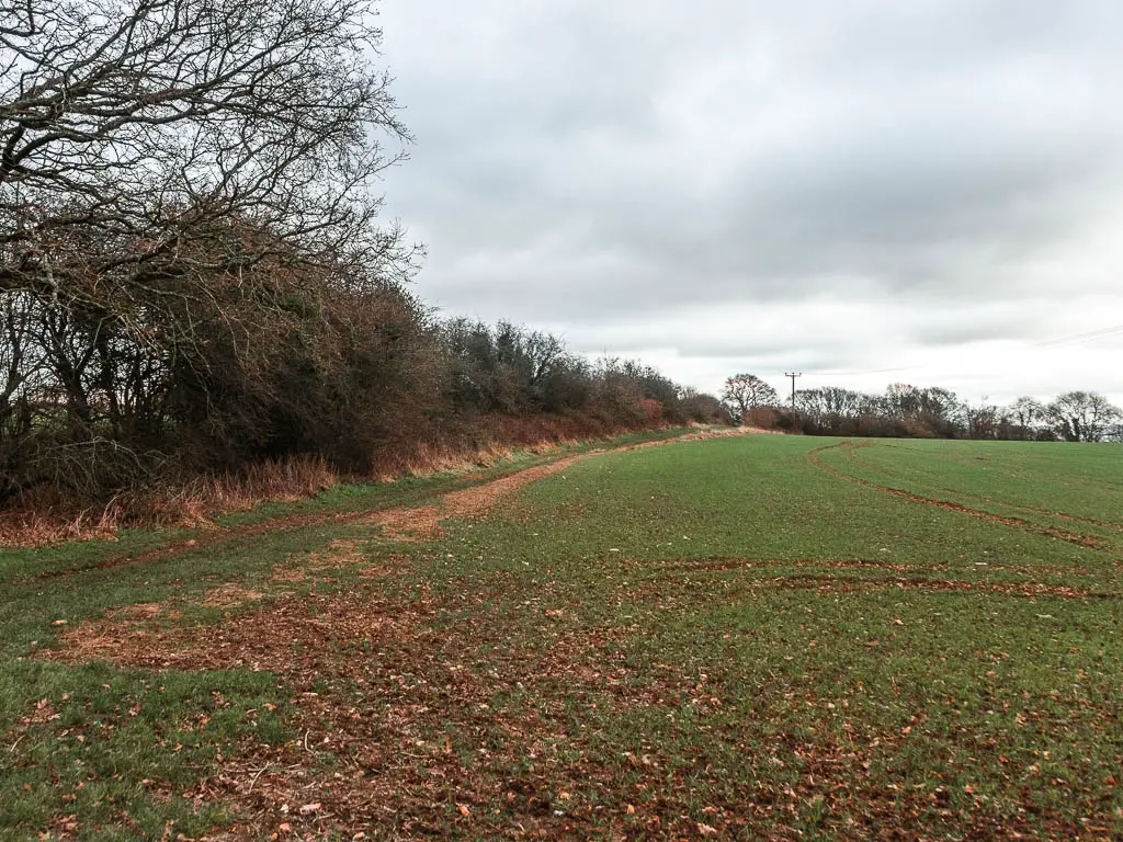 The edge of a grass field, with bushes and trees lining the left side.