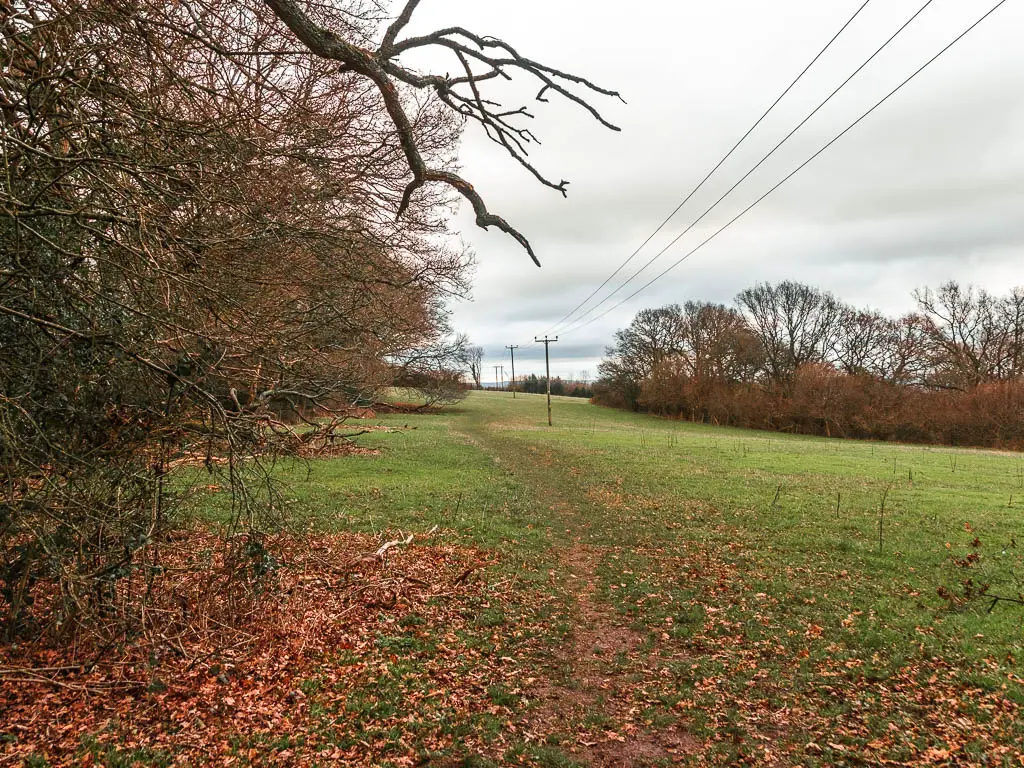 A grass field with wires and pylons running through the middle. There are bushes to the left, and a patch of the ground is covered in fallen red leaves. 