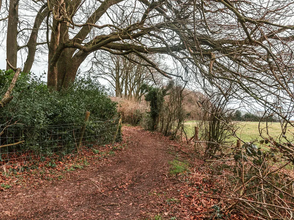 A wide dirt path curving ahead to the left, lined with a metal fence and green leafy bushes on the left.  There is a big tree on the other side of the bushes, with long leafless branches hanging over the path.