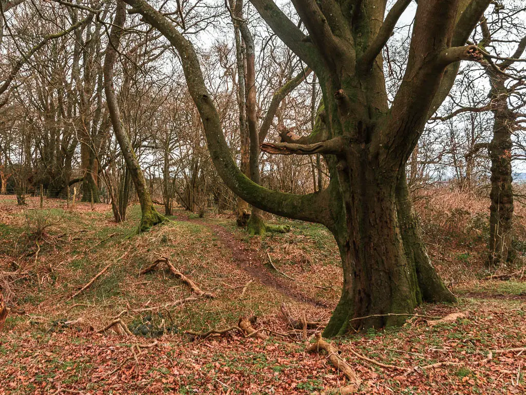 A big tree on the right with curving branches, and a dirt trail running past it toward more trees.