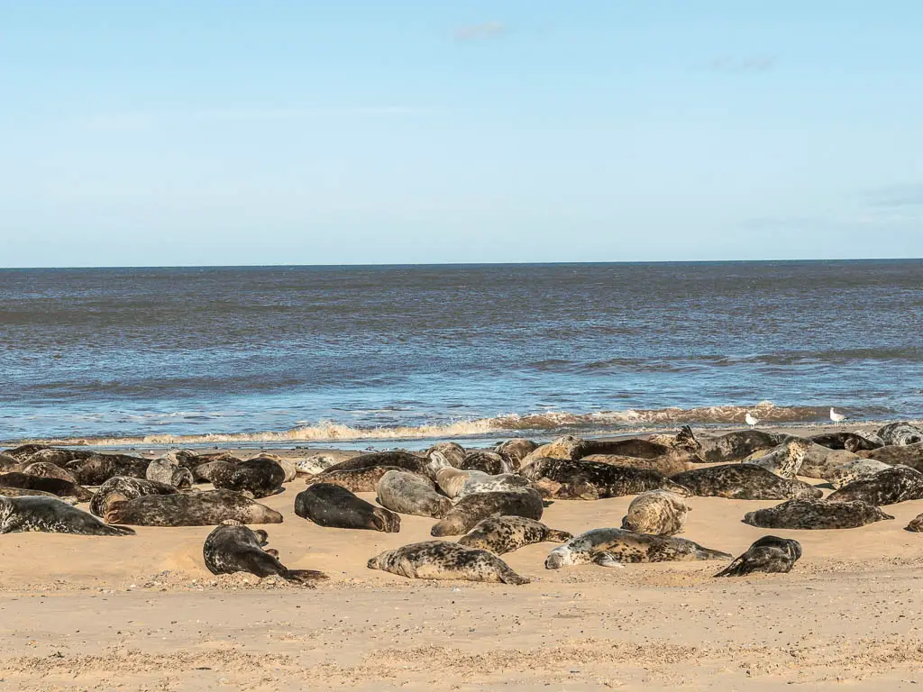 Lots of seals laying on the sandy beach shoreline, with the blue North Sea behind, at Horsey Gap, on the walk between Mundesley and Hemsby.