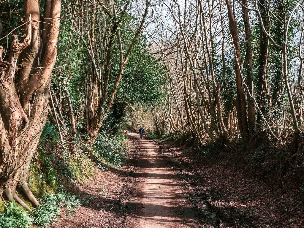 A narrow path lined with lots of trees with green leaves, on the walk along the Worth Way. There is a person walking ahead.