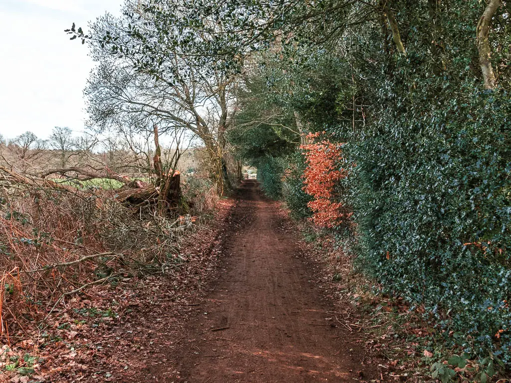 A dirt path leading straight, with green leafy bushes on the right, and straggly leafless bushes on the left.