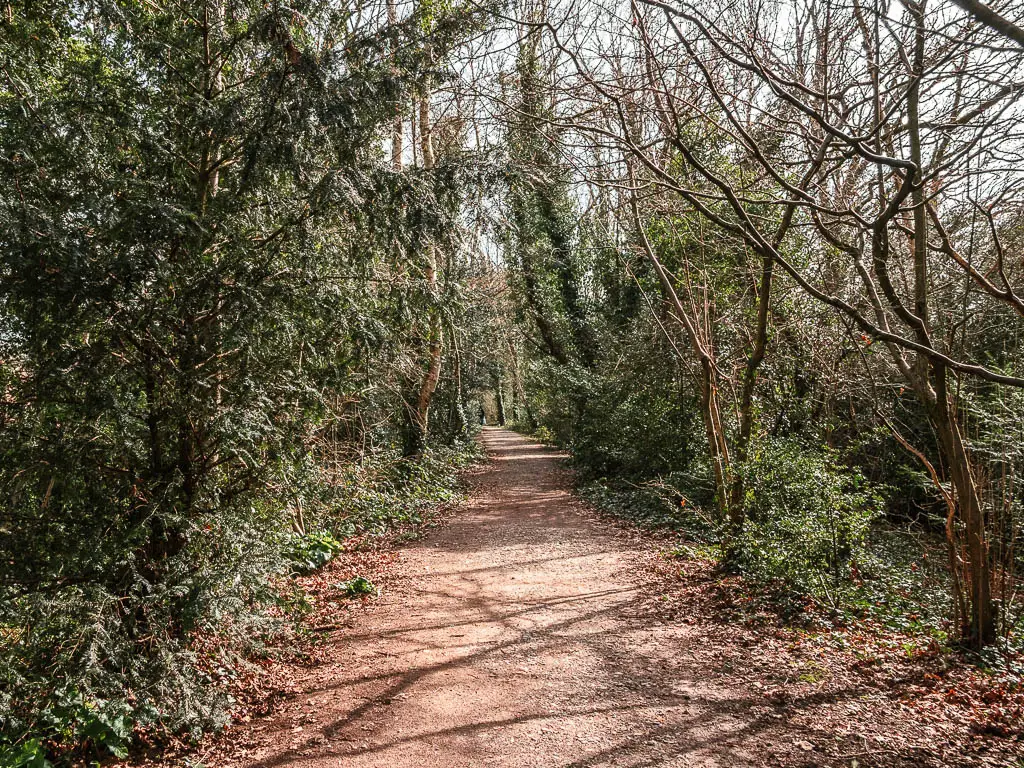 A dirt path leading through the woodland trees.