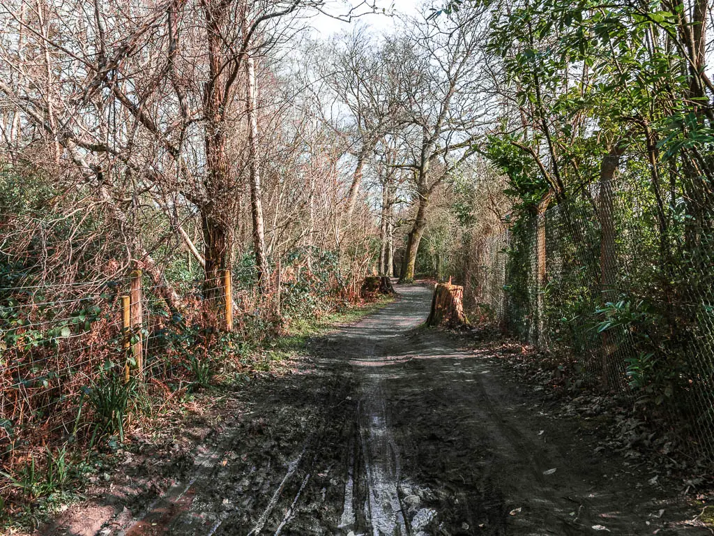 A muddy dirt trail lined with wire fences and straggly messy leafless trees branches.