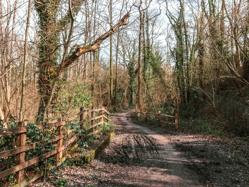 The Worth Way dirt path winding ahead, lined with trees with trunks covered in Ivey and leafless branches. There is a wooden fence on the left side of the trail.