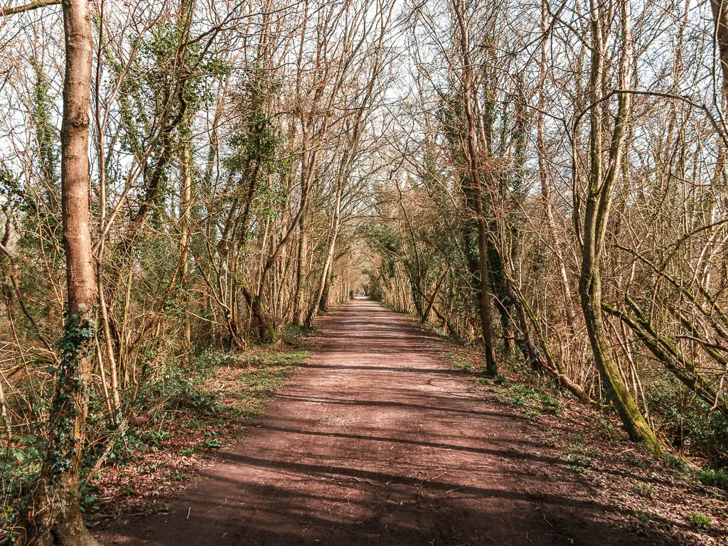 A long straight dirt path lined with straggly leafless trees.