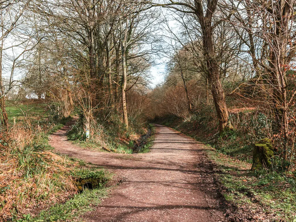 A split in the dirt path. Both paths a re lined with trees.