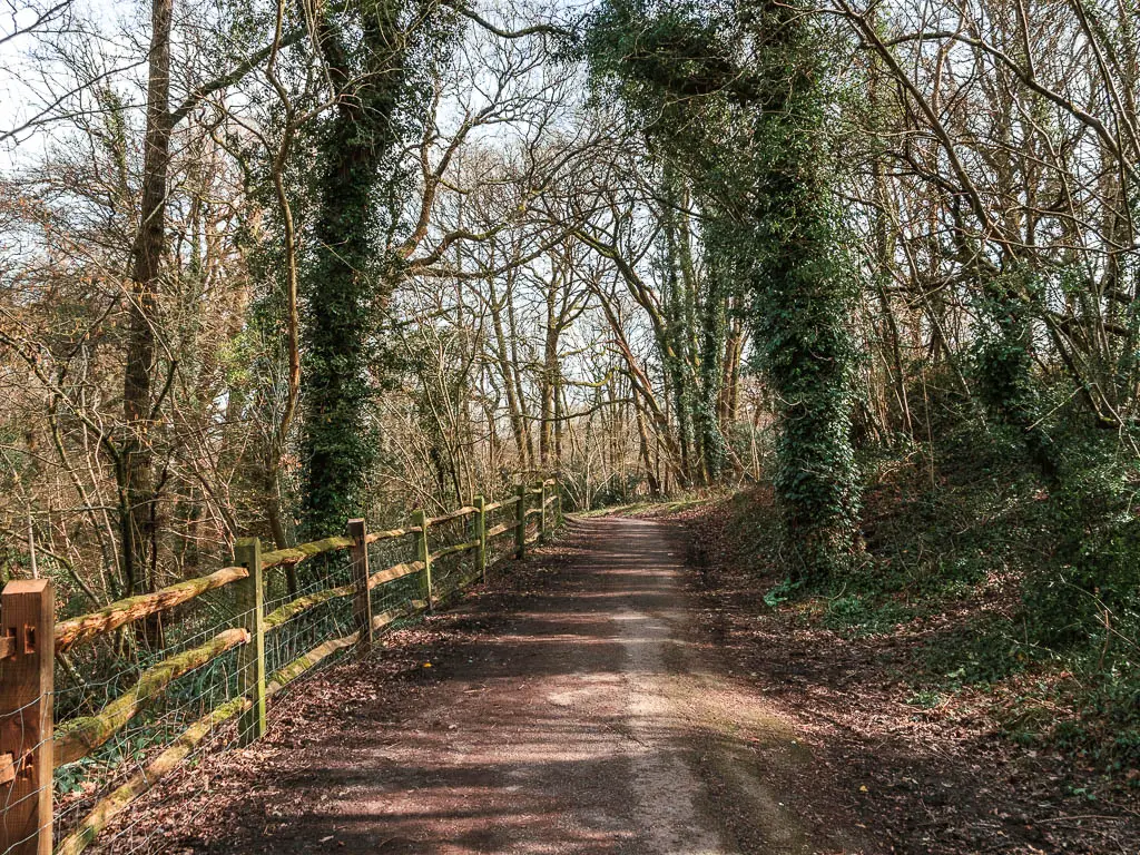 A wodę path leading ahead, lined with trees with ivy covered trunks. There is a wooden fence on the left side.