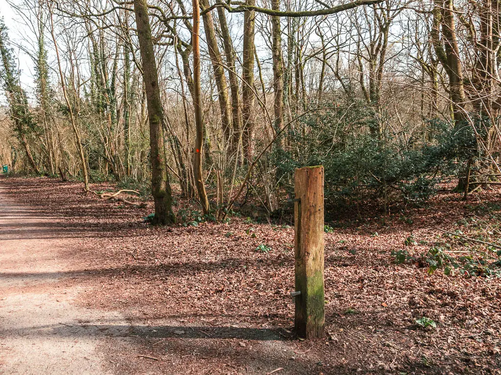 A wooden stump on the side of the path, with thin trunked trees behind it.