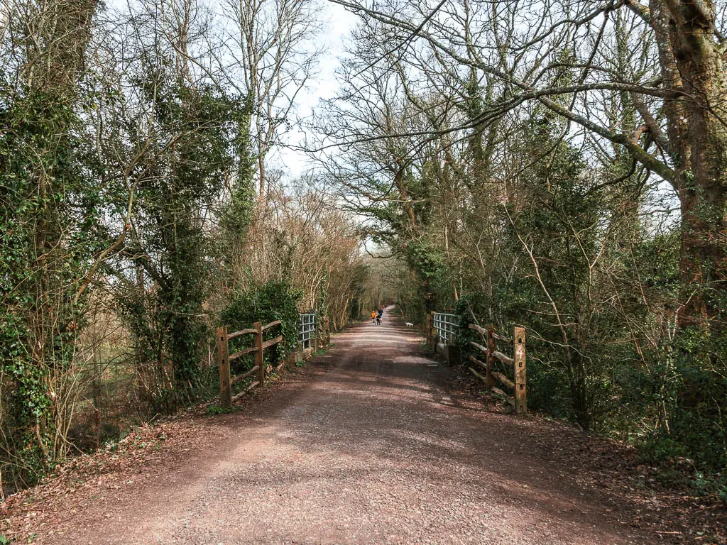 A wide path leading straight ahead, lined with green leafy bushes and ivy covered tree trunks.