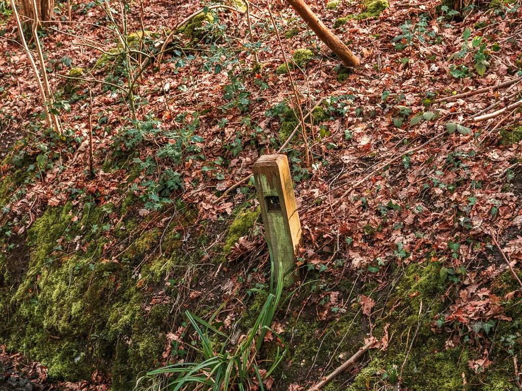 A wooden stump poking out of the moss and leaf covered bank.