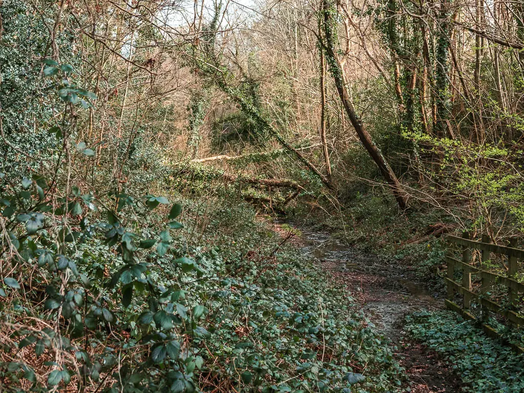 Looking to a mass of greenery engulfing the trail.