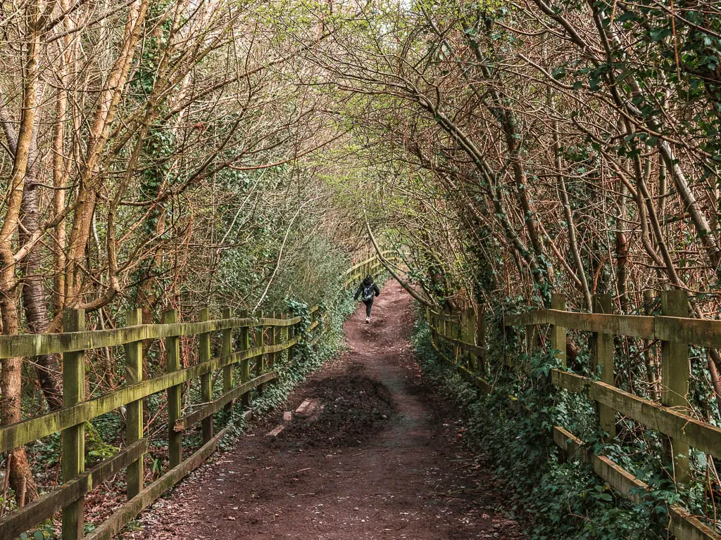 A dirt trail lined with wooden railing type fence and surround by trees, forming a tree tunnel. There is a person walking on the trail ahead.