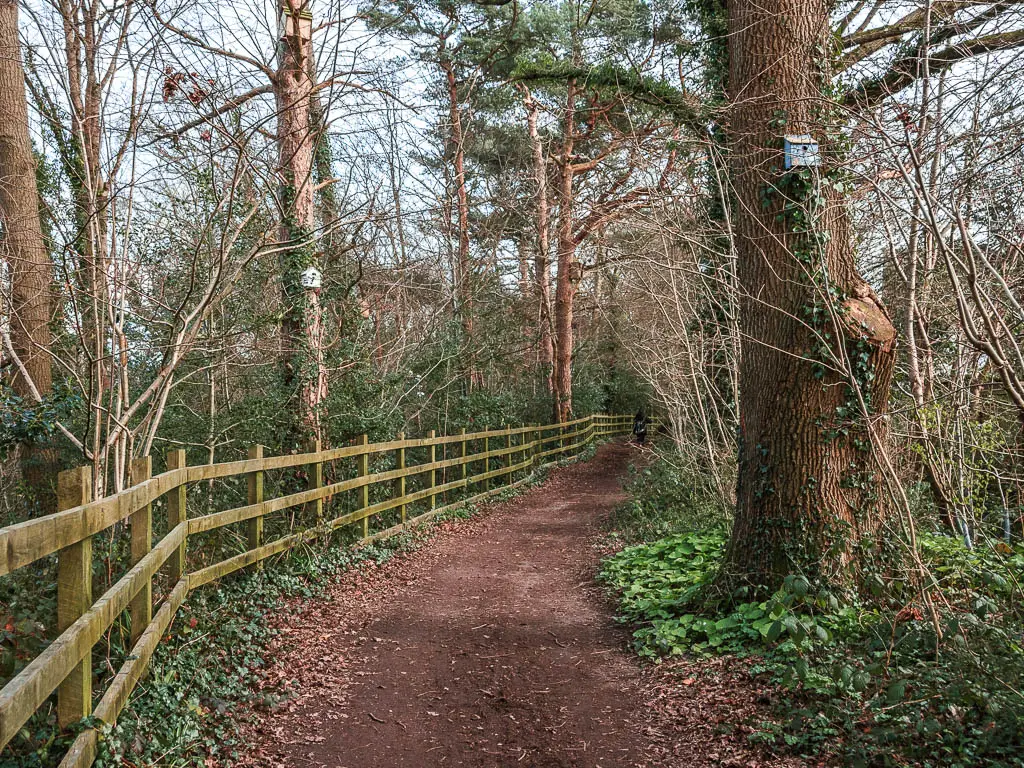 A dirt trail winding ahead, with a wooden fence to the left and big tree to the right on the walk along the worth way. There is a small bird box on the tree.