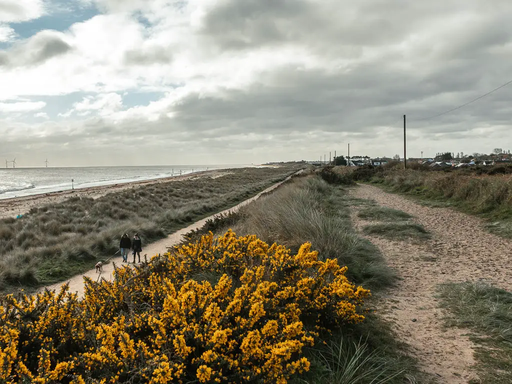 A sandy path on the right with tall grass and yellow gorse on the left of it, and a walking trail below to the left on the way towards Great Yarmouth from Hemsby. There is another strip of grass on the left of the trail, with the beach and sea on the far left.