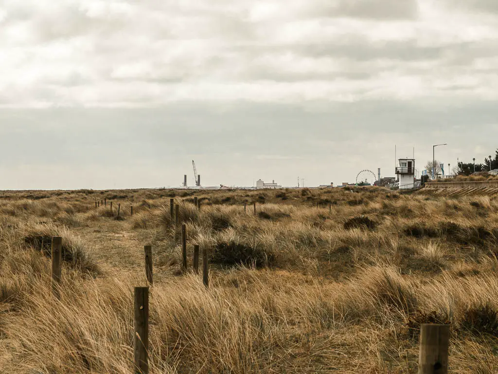 Looking across the mass of tall beige and green grass with a view of Great Yarmouth in the distance.