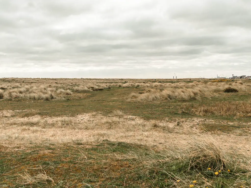 A big green field with patches of tall beige grass dotted about.