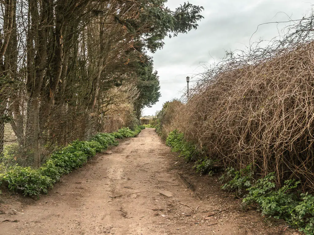 A wide dirt path leading straight ahead, with trees to the left and leafless bushes on the right.