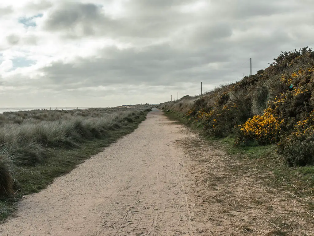 A wide path with yellow gorse on the small hill on the right, and tall green grass to the left.