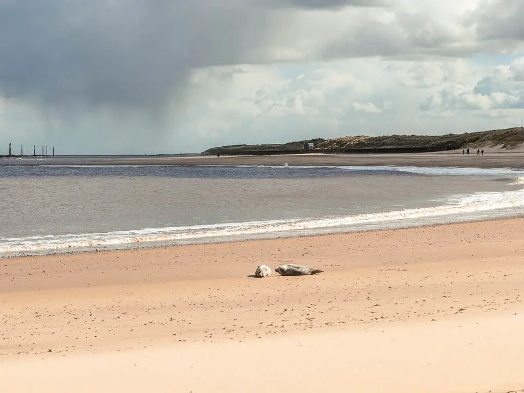 Two seals laying on the large beach with the North Sea behind them.