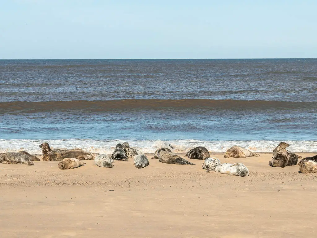 Lots of seals laying on the sandy beach by the coastline on the walk along the Norfolk Coastal Path. The sea behind them has gentle waves.