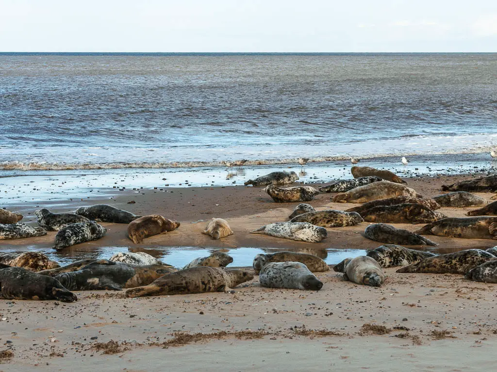 Lots of seals laying across the dark grey beach, with the sea behind them.