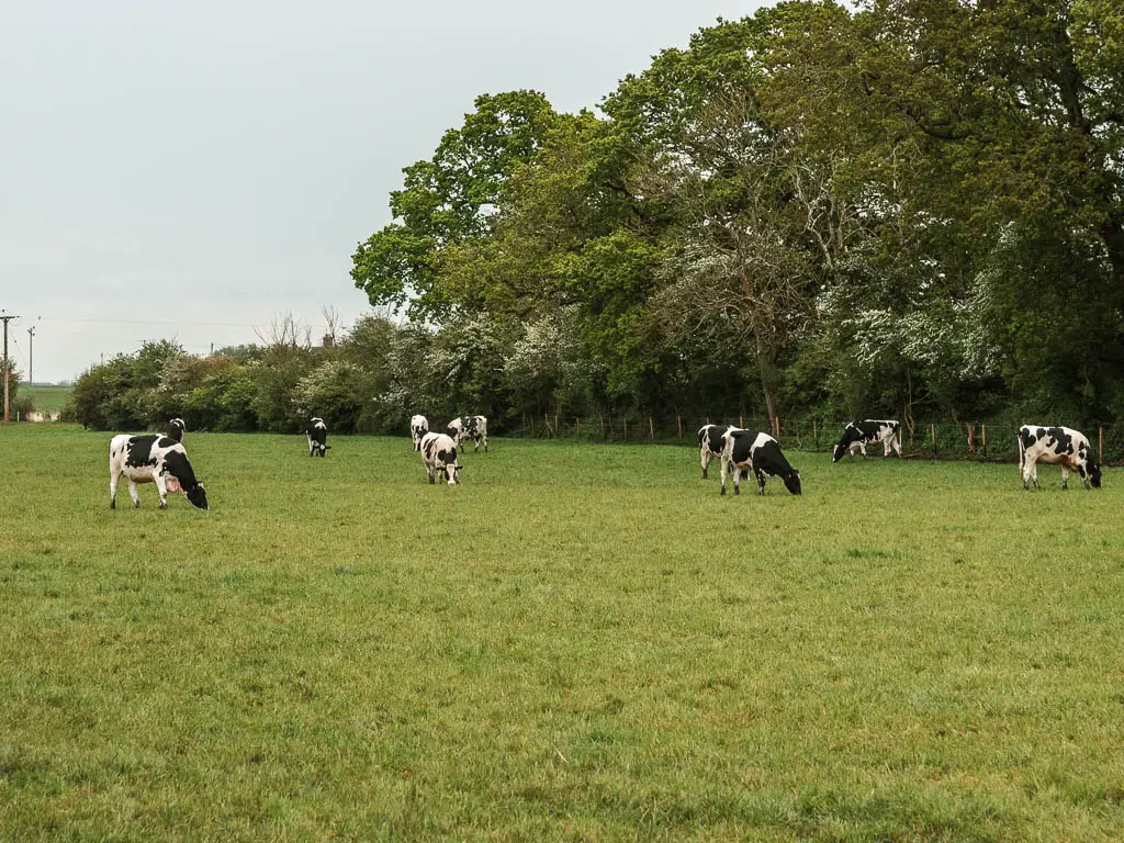 Black and white cows grazing in a large grass field.