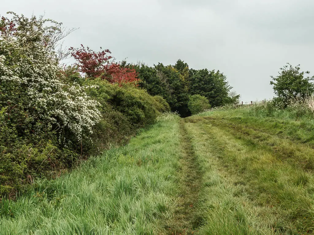A trail leading through the tall grass, with green white and red coloured bushes on the left.