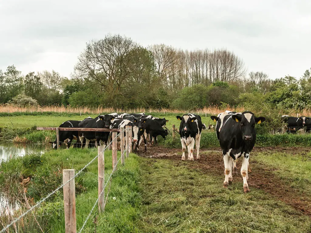 A mass of black and white cows in the field, with a barbed wire fence on the left.