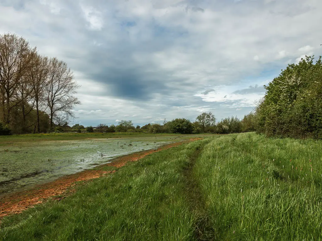 The green marshy looking river on the left and unkempt grass on the right with a trail running through it on the walk from Cricklade to Lechlade.