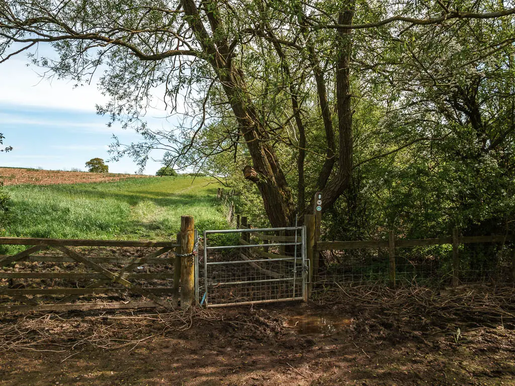 A metal gate in a wooden fence, with a field on the other side. There are bushes and trees to the right.