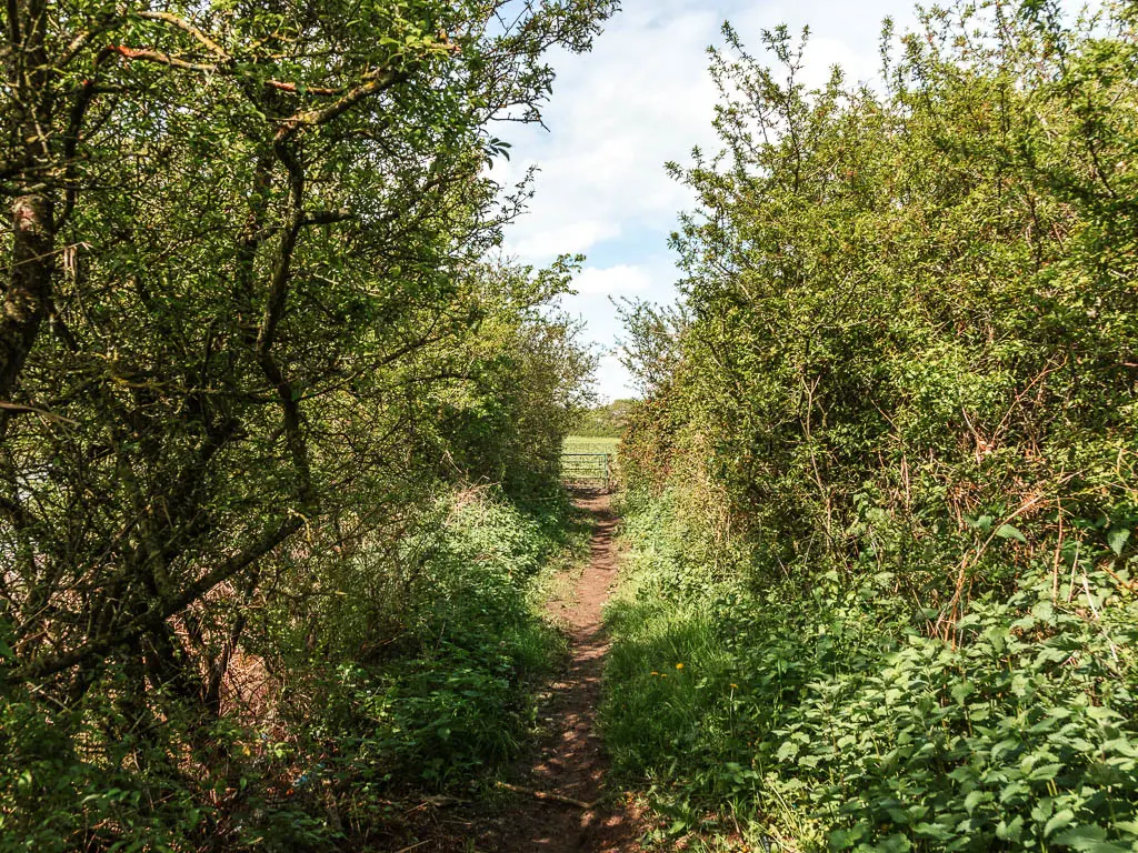A narrow dirt trail lined with tall green bushes.