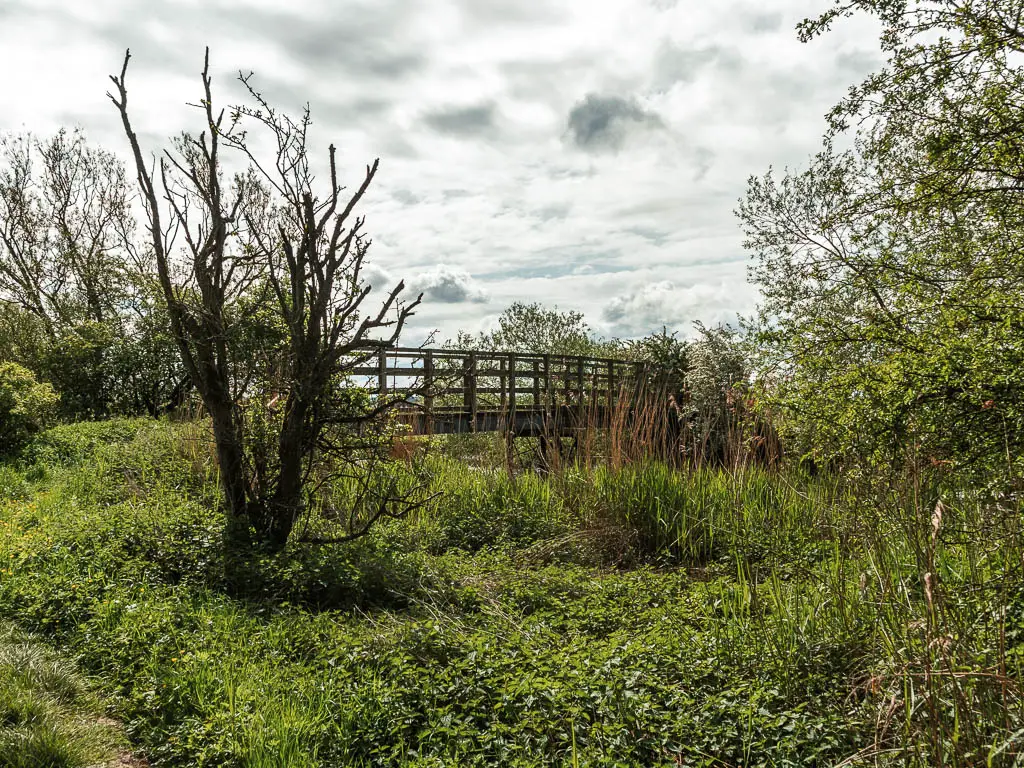 Looking over the green bushes to a wooden bridge partially hidden.