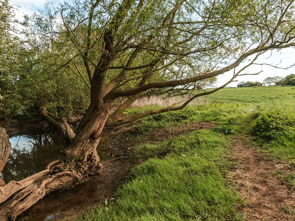 A dirt path on the right through the grass, and a big leaning tree on the left when walking between Cricklade and Lechlade.