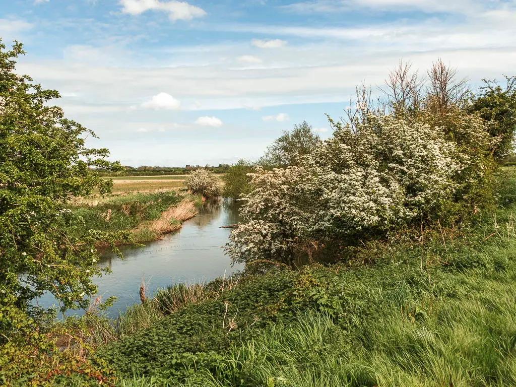 The river partially visible on the left, with grass and bushes with white flowers on the right on the walk from Cricklade to Lechlade.
