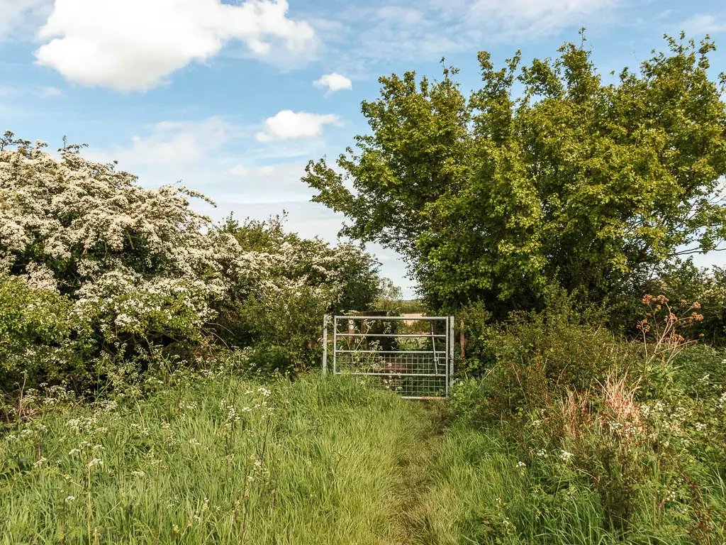 Tall grass with a metal gate ahead, surrounded by trees and bushes with white flowers.