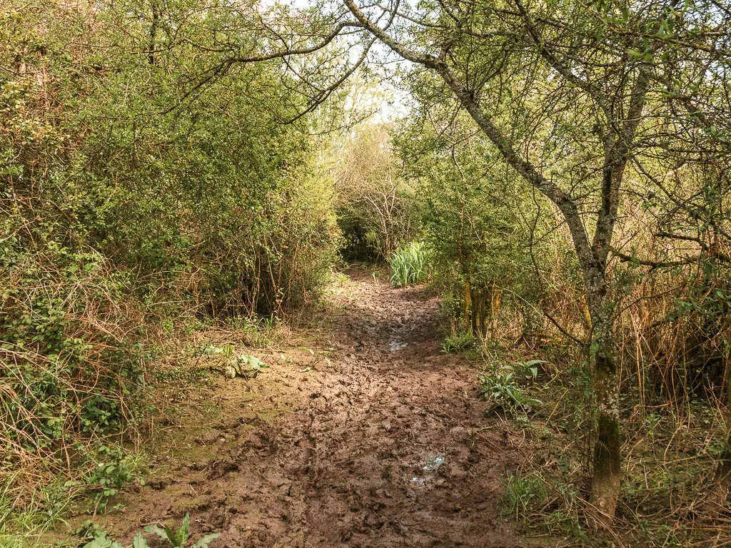 A muddy wide trail through the woods.