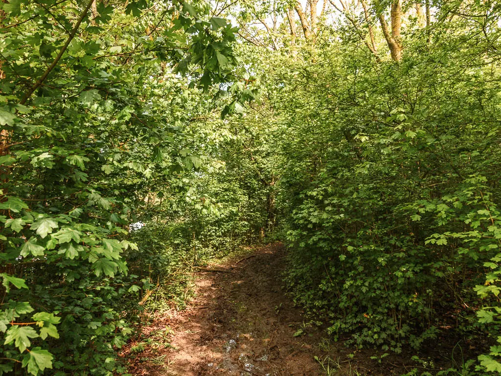 A muddy trail leading through a mass of green leafy bushes and trees.