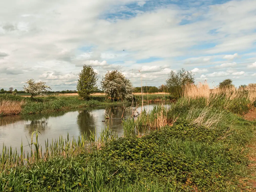 The river on the left and bushes and grass to the right.