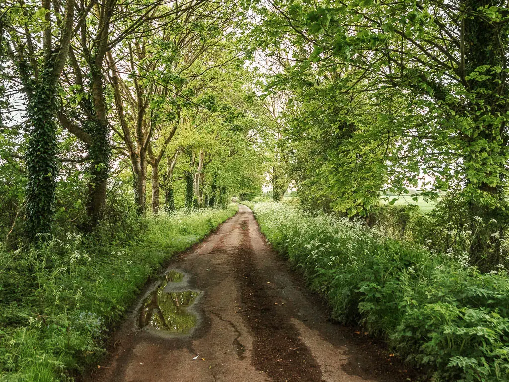 A long straight road lined with green bushes and trees on the walk from Cricklade to Lechlade.