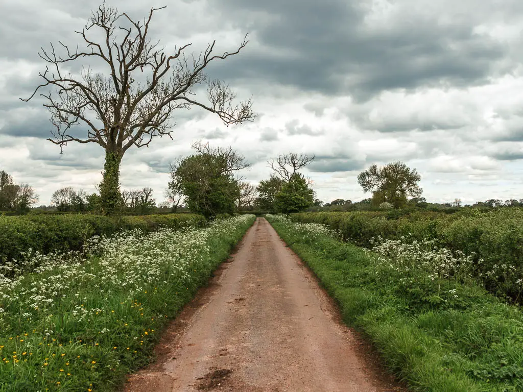 A long straight road lined with grass banks on both side, with a few white flowers. There is a big straggly leafless tree ahead on the left.