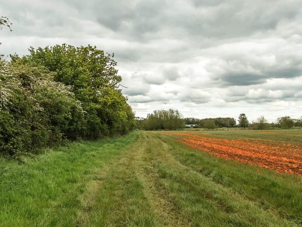 A green grass field with a trail running straight ahead, and orange crop field to the right and big leafy bushes to the left.
