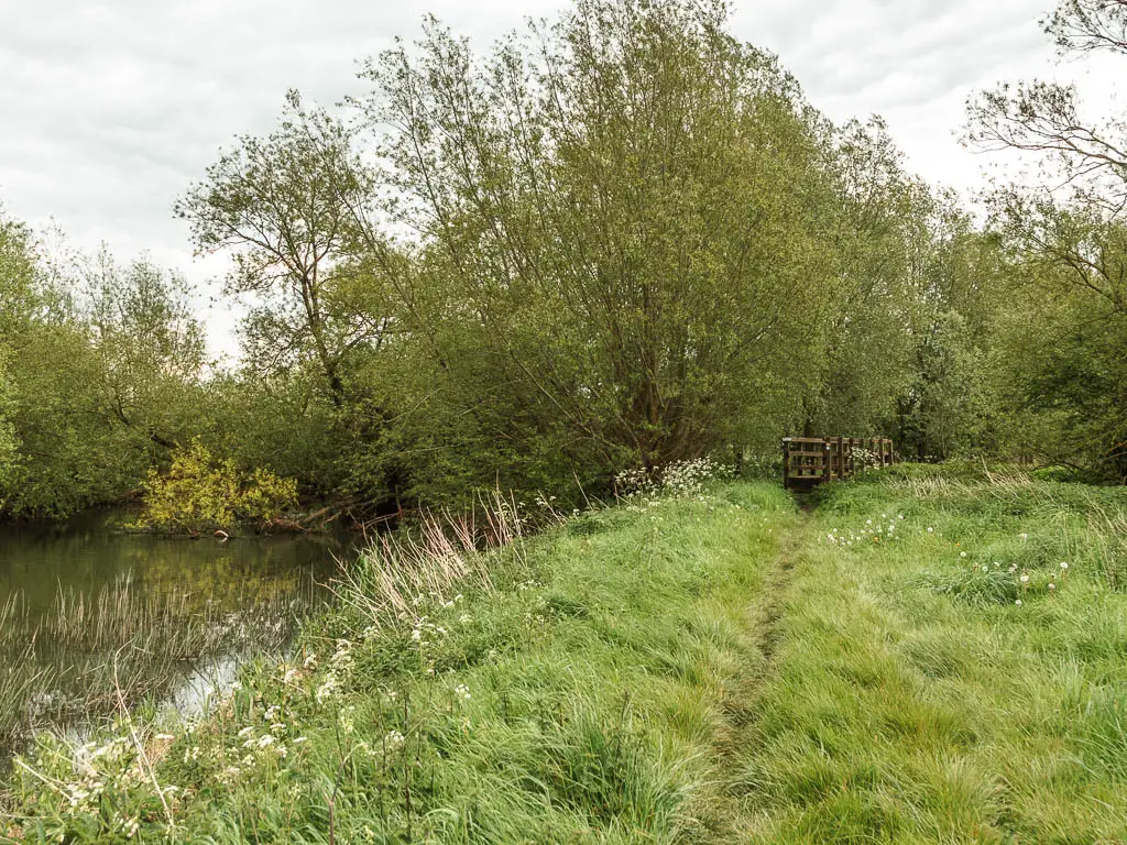 Overgrown grass with a trail leading through it towards a wooden bridge and trees. The river is on the left.