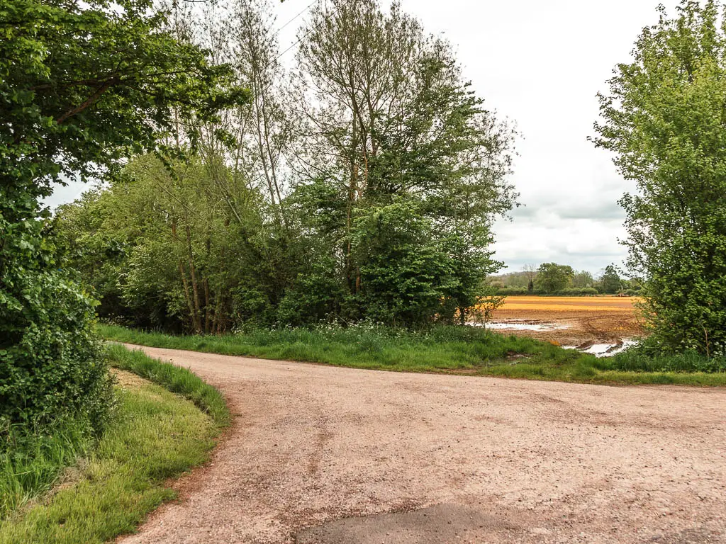 A road leading to the left, lined with bushes, grass and trees. There is a gap in the trees ahead on the right side of the road, with a view to a yellow and brown crop field.